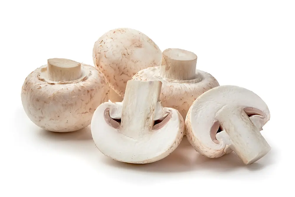 สารสกัดจากเห็ดแชมปิญอง Agaricus Bisporus Extract